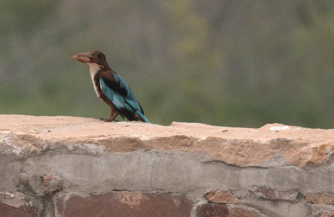 Chhotaram Prajapat * Jodhpur (Rajasthan)
